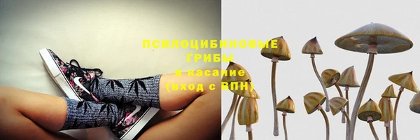 прущие грибы Мегион